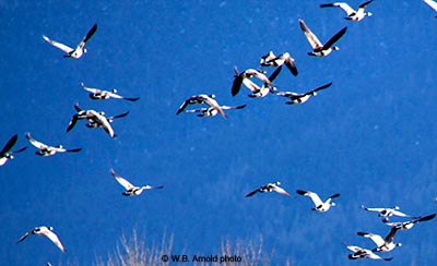 SnowGeese1446WilliamArnold400